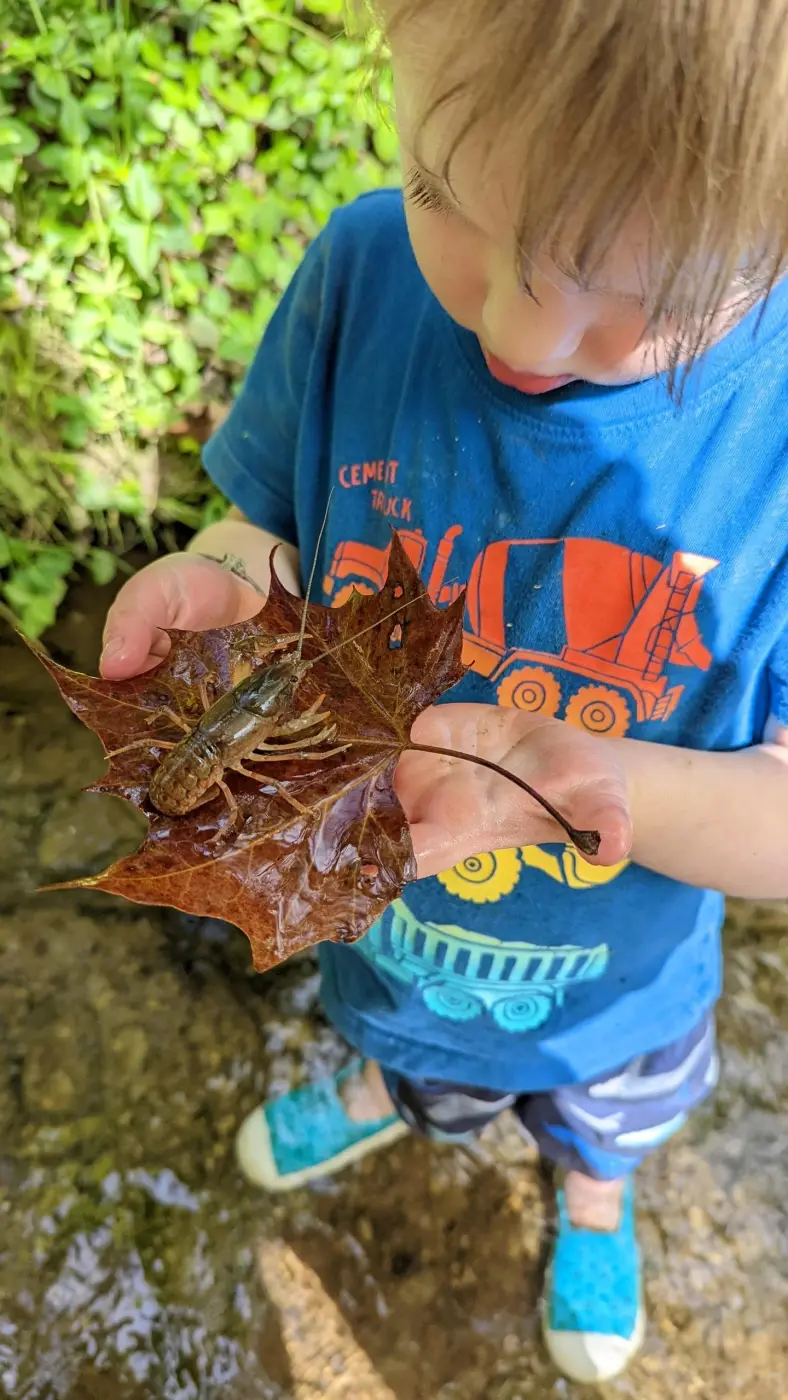 A child holding a crawfish on a wet leaf, standing near water.