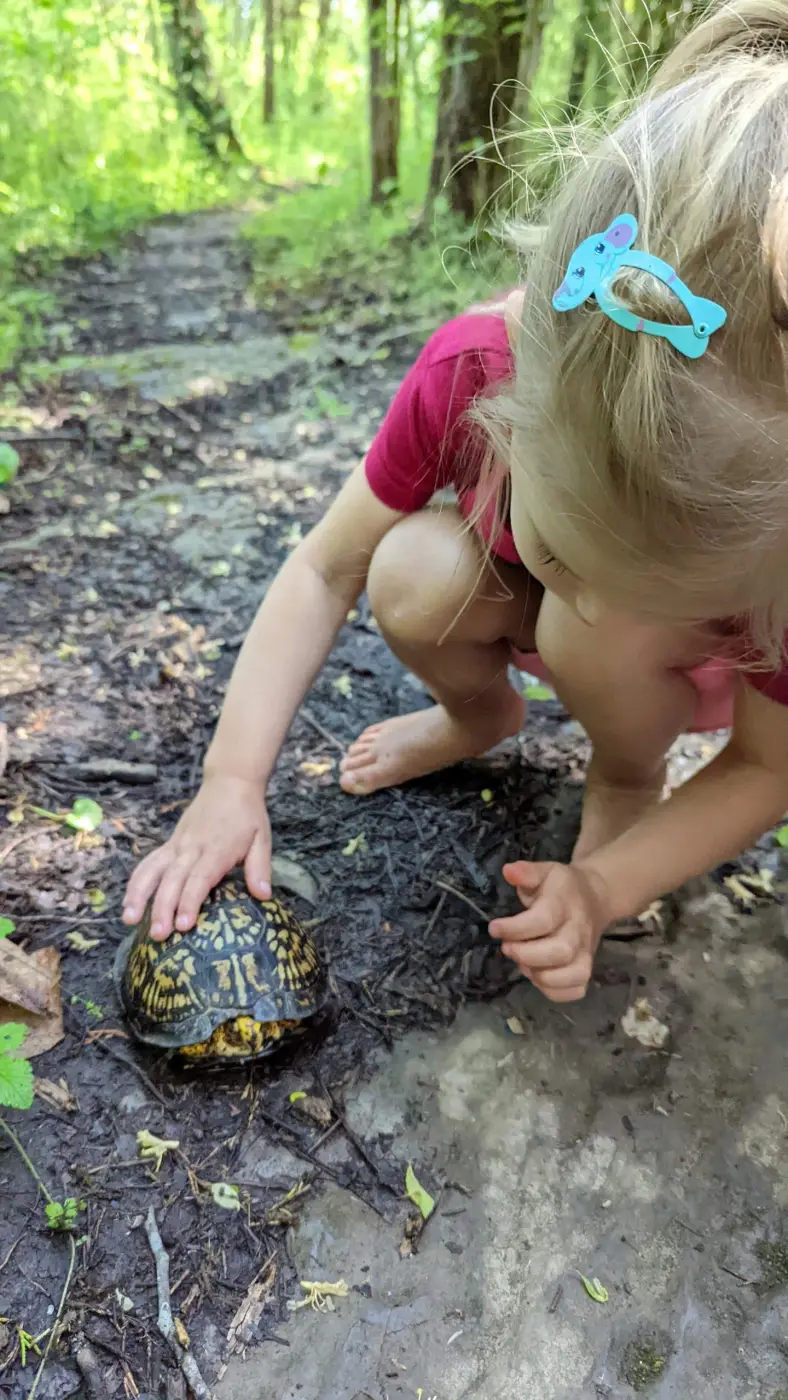 Young child gently touches a turtle on a forest path.